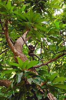 albero dalle foglie verdi, animale, mammifero, accipiter, uccello, albero, scimmia, natura, bradipo, Bradipo tridattilo, foresta, brasile, pianta, foglia, anhinga, procione, cibo, produrre, koala, avvoltoio, lemure, temi animali, un animale, parte vegetale, animali allo stato selvatico, fauna selvatica, colore verde, vertebrato, Inquadratura dal basso, ramo, giorno, crescita, nessuno, all'aperto, gatto, farfalla - insetto, 4K, CC0, dominio pubblico, privo di copyright