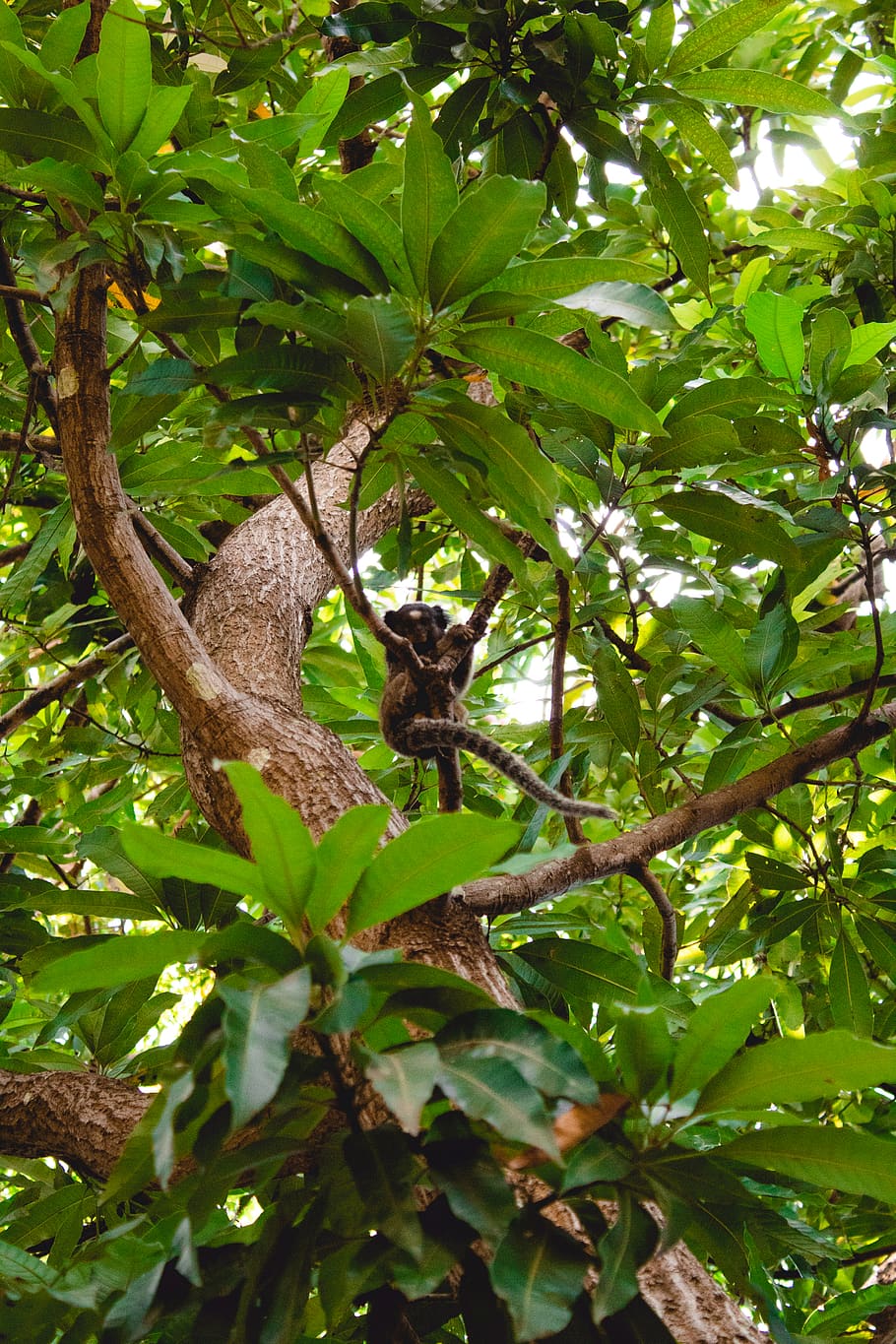 arbre de fulles verdes, animal, mamífer, accipiter, ocell, arbre, mico, vida salvatge, mandros, mandrós de tres dits, bosc, Brasil, planta, full, anhinga, mapache, menjar, produir, koala, voltor, lemur, temes d'animals, un animal, part de la planta, animals a la natura, fauna animal, color verd, vertebrats, vista d’angle baix, naturalesa, branca, dia, creixement, cap gent, a l'aire lliure, gat, papallona - insecte, 4K