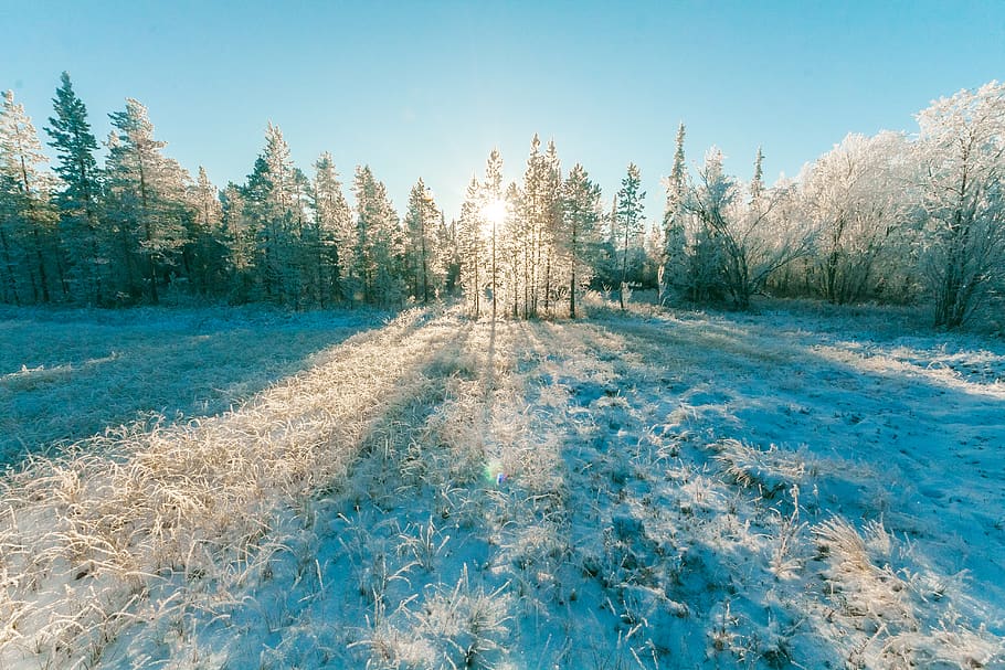 foto de paisatge, sol, augmentar, verd, arbres de fulles, fred, la llum del dia, bosc, zing, gelades, gel, naturalesa, fora de casa, escènic, temporada, neu, nevat, arbres, temps, hivern, boscos, arbre, planta, temperatura de fred, cel, tranquil·litat, bellesa a la natura, escena tranquil·la, dia, cap gent, terra, cel clar, creixement, escenics - natura, escena no urbana, congelat, llum solar, a l'aire lliure, 5K