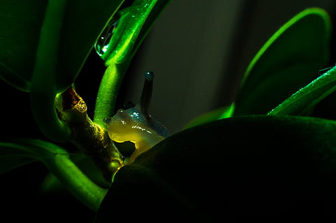 verde, caracol, hoja, babosa, color verde, de cerca, planta, crecimiento, nadie, comida y bebida, frescura, parte de la planta, naturaleza, belleza en la naturaleza, agua, soltar, comida, adentro, fragilidad, vulnerabilidad, botella, fondo negro, vaso, brizna de hierba, pureza, 2K, CC0, dominio público, libre de derechos
