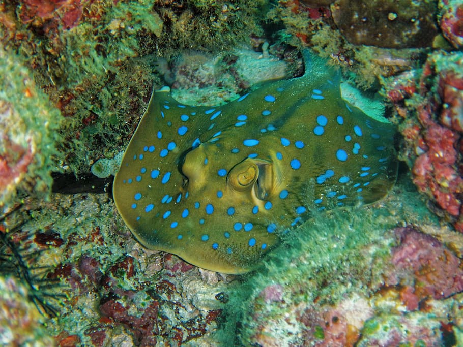 gris, blau, camuflatge manta ray, corals, animal, aquàtics, primer pla, vida marina, oceà, escull, mar, paisatge marí, stingray, sota l'aigua, aigua, vida salvatge, submarí, temes d'animals, la vida marina, fauna animal, animals a la natura, marí, peix, invertebrat, un animal, vertebrats, naturalesa, coral, cap gent, tacat, a l'aire lliure, 4K