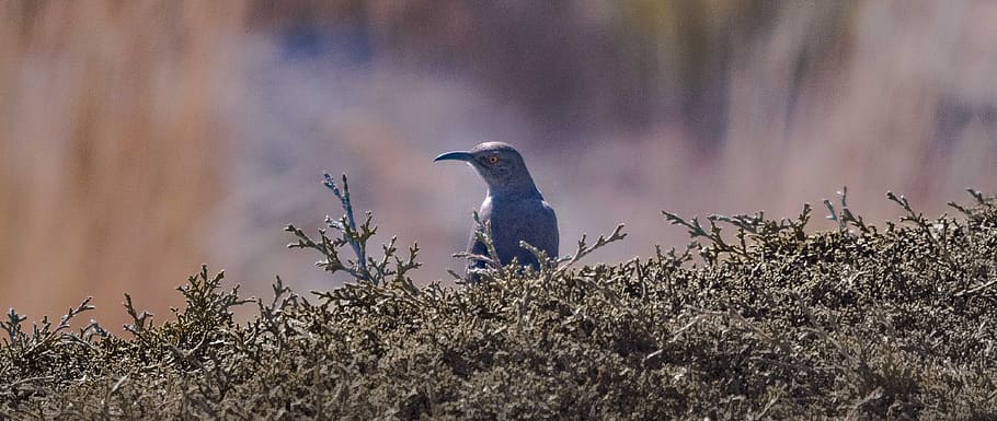 blå fugl, fugl, dyr, bluebird, Anthus, jay, jord, solsort, agelaius, natur, blå jay, gærdesmutte, plante, næb, pic, Foto, grøn, bi æter, blad, fugl reden, dyreliv, dyre temaer, dyr i naturen, et dyr, hvirveldyr, ingen mennesker, perching, sidebillede, udendørs, dag, træ, rejsemål, Skov, miljø, profilvisning, 4K