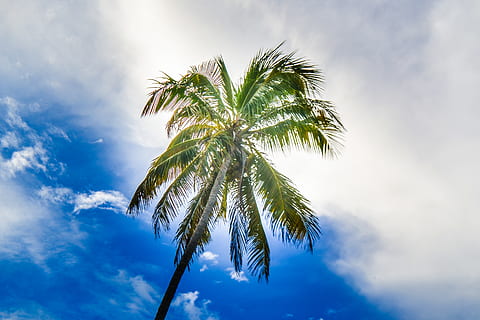 ciel, ciel bleu, nuage, des nuages, noix de coco, cocotier, paume, palmier, été, vert, plage, le sable, vacances, voyageur, Brésil, Soleil, lumière du soleil, le coucher du soleil, lever du soleil, belle, climat tropical, nuage - ciel, arbre, plante, faible angle de vue, beauté dans la nature, croissance, la nature, personne, journée, tranquillité, feuille, couleur verte, bleu, en plein air, grand - haut, scène tranquille, feuille de palmier, arbre tropical, la cime des arbres, directement en dessous, 4K, CC0, domaine public, libre de droits