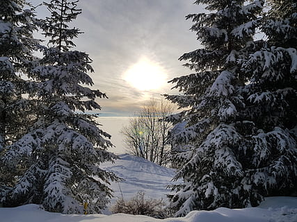Winter, Schnee, Kiefer, Baum, kalt, Tannenbaum, Frost, Holz, gefroren, Weihnachten, Fichtenholz, Landschaft, immergrün, Nadel, Natur, Eis, Österreich, Kärnten, koralpe, Sonne, kalte Temperatur, Pflanze, Schönheit in der Natur, Himmel, Szenen - Natur, Ruhe, ruhige Szene, keine Leute, Umgebung, Sonnenuntergang, Sonnenlicht, Nicht-städtische Szene, wolke - himmel, Abdeckung, Nadelbaum, Linseneffekt, schneebedeckter Berg, 4K, CC0, gemeinfrei, lizenzfrei