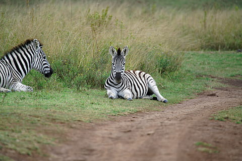 kaksi zebraa, eläin, eläinten teemoja, eläinten villieläimet, eläimiä, raidallinen, nisäkäs, seepra, ryhmä eläimiä, safari, ruoho, ei ihmisiä, luonto, ala, selkärankainen, kasvi, maa, kaksi eläintä, valikoiva tarkennus, eläinten merkinnät, ulkona, kasvissyöjä-, 8K, CC0, public domain, rojaltivapaa