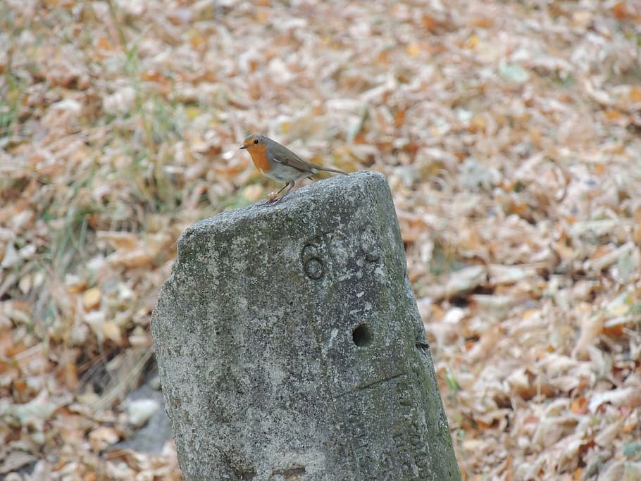 França, modane, ocell, caure, bosc, salvatge, temes d'animals, animals a la natura, animal, fauna animal, un animal, centrar-se en primer pla, sòlid, dia, vertebrats, naturalesa, cap gent, primer pla, rock, rock - object, a l'aire lliure, invertebrat, insecte, terra, pedra, 4K
