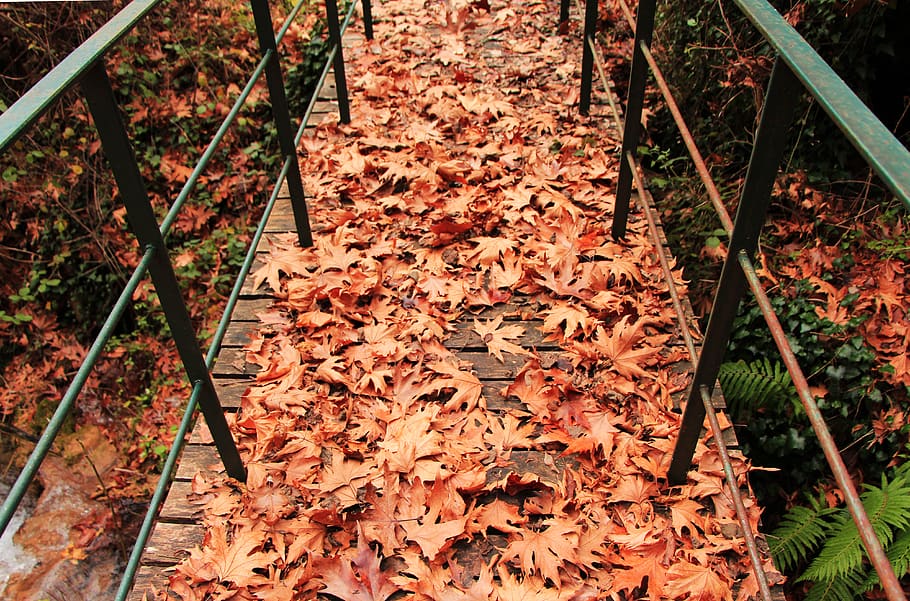 planta, full, arbre, maple, pont, tardor, fulles, bosc, marró, tanca, fulla d'auró, barana, maó, llosa, sòl, pètal, flor, òxid, cobertura, canvi, part de la planta, vista d’angle alt, naturalesa, dia, cap gent, terra, sec, color taronja, caient, a l'aire lliure, camp, metall, bellesa a la natura, escala, caure, 4K