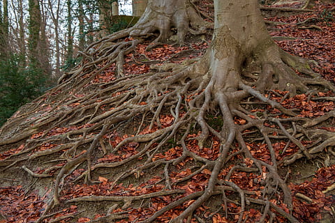 sistema raíz, raíz, árbol, estructura, naturaleza, suelo del bosque, enredo, planta, tronco de arbol, el maletero, tierra, bosque, crecimiento, tranquilidad, parte de la planta, día, nadie, belleza en la naturaleza, rama, al aire libre, escena no urbana, vista de ángulo bajo, ambiente, ladrar, enredado, 4K, CC0, dominio público, libre de derechos