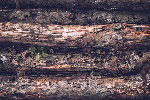 tronc de l'arbre, arbre, material de fusta, marc complet, planta, textura, naturalesa, primer pla, tronc, cap gent, fons, fusta, dia, aspre, creixement, a l'aire lliure, bosc, escorça de la planta, resistent, terra, escorça, 4K, CC0, domini públic, lliure de regalies