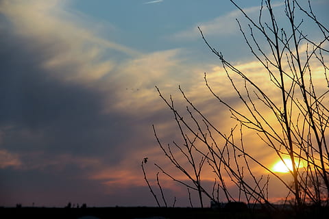 sol, marokkanske, himmel, solnedgang, natur, sky - himmel, skønhed i naturen, silhuet, scenics - natur, ro, rolig scene, orange farve, plante, ingen mennesker, vækst, ikke-urbane scene, idyllisk, udendørs, lav vinkel visning, fokus på forgrunden, jord, 5K, CC0, offentligt domæne, royaltyfrie