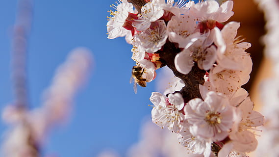 fiore, api, primavera, insetto, natura, polline, nettare, pianta fiorita, fragilità, pianta, vulnerabilità, bellezza nella natura, fiorire, freschezza, crescita, avvicinamento, albero, petalo, fiore di ciliegio, giorno, testa di fiore, ramo, Colore bianco, nessuno, all'aperto, ciliegio, fiore di pruno, composizione floreale, 5K, CC0, dominio pubblico, privo di copyright