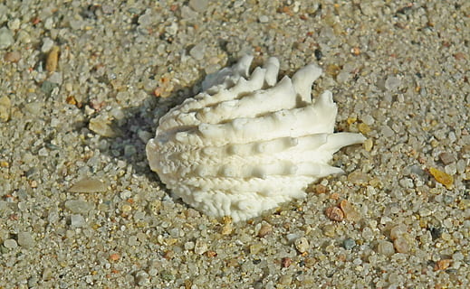 seashell, shellfish, sand, the coast, summer, land, beach, nature, close-up, no people, animal wildlife, sea life, animal, animals in the wild, animal themes, shell, sea, underwater, textured, day, marine, undersea, water, coral, pebble, 2K, CC0, public domain, royalty free