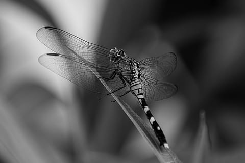 แมลงปอ, แมลง, ปีก, ธรรมชาติ, ฤดูร้อน, damselfly, สัตว์ที่ไม่มีกระดูกสันหลัง, สัตว์ป่า, สัตว์ในป่า, ธีมสัตว์, สัตว์, สัตว์หนึ่งตัว, ใกล้ชิด, ปีกสัตว์, มุ่งเน้นไปที่เบื้องหน้า, ปลูก, เลือกโฟกัส, ไม่มีคน, วัน, กลางแจ้ง, สัตววิทยา, ความงามในธรรมชาติ, 4K, CC0, โดเมนสาธารณะ, ค่าลิขสิทธิ์ฟรี