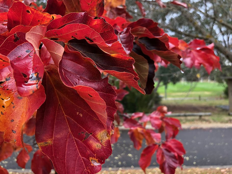 rot, Herbst, Blätter, Pflanzenteil, Pflanze, Blatt, Schönheit in der Natur, Nahansicht, Wachstum, Zerbrechlichkeit, Tag, Verletzlichkeit, Veränderung, Fokus auf den Vordergrund, Natur, keine Leute, draußen, Frische, blühende Pflanze, Blütenblatt, Ahornblatt, Regen, kastanienbraun, fallen, natürlicher Zustand, 4K