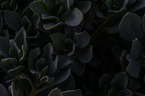 natura, modello, sottile, pavimento, suculent, pianta, bellezza nella natura, crescita, fotogramma intero, avvicinamento, nessuno, vulnerabilità, fragilità, fiore, testa di fiore, petalo, sfondi, foglia, pianta fiorita, parte vegetale, infiorescenza, freschezza, botanica, all'aperto, marino, 5K, CC0, dominio pubblico, privo di copyright