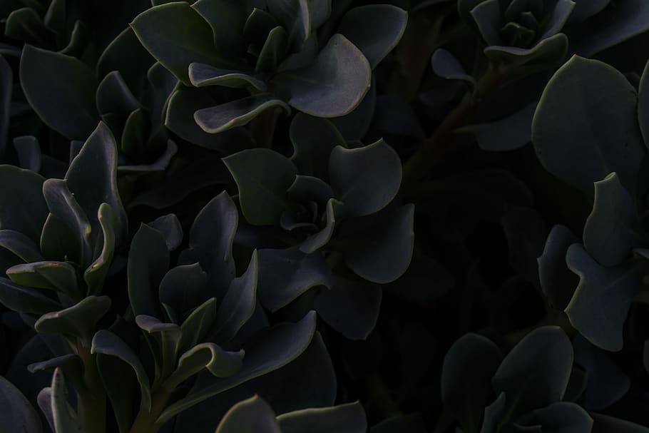 natura, modello, sottile, pavimento, suculent, pianta, bellezza nella natura, crescita, fotogramma intero, avvicinamento, nessuno, vulnerabilità, fragilità, fiore, testa di fiore, petalo, sfondi, foglia, pianta fiorita, parte vegetale, infiorescenza, freschezza, botanica, all'aperto, marino, 5K