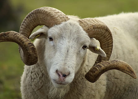 mutton, sheep, wool, bock, livestock, pasture, horn, horns, head, meadow, grass, rural, animal, nature, mammal, animal world, domestic animals, domestic, pets, portrait, one animal, focus on foreground, vertebrate, close-up, looking at camera, field, day, no people, land, herbivorous, 4K, CC0, public domain, royalty free