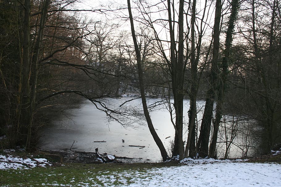 Tyskland, Hamelin, træ, plante, vinter, sne, kold temperatur, vand, Skov, bare træ, skønhed i naturen, ro, ingen mennesker, scenics - natur, natur, jord, rolig scene, afdeling, ikke-urbane scene, dag, udendørs, flydende vand, 2K