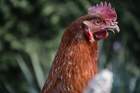 kip, ei, Pasen, schelp, eierdooier, vogel, bruin, dierlijke thema's, dier, één dier, kip - vogel, huisdieren, vee, gewerveld, focus op de voorgrond, huiselijk, zoogdier, detailopname, mannelijk dier, dierlijke lichaamsdeel, haan, dag, geen mensen, dierenkop, bek, profielweergave, dierlijk oog, 5K, CC0, publiek domein, royaltyvrij