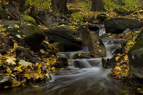 brown, green, leaves, beside, river, boulder, cascade, environment, flow, HD wallpaper, landscape, long exposure, Mossy rocks, motion, nature, park, rapids, rocks, scenic, season, stream, time-lapse, trees, water, waterfalls, rock, rock - object, beauty in nature, solid, flowing water, waterfall, scenics - nature, blurred motion, tree, plant, forest, no people, flowing, non-urban scene, land, outdoors, stream - flowing water, power in nature, falling water, rainforest, 2K, CC0, public domain, royalty free
