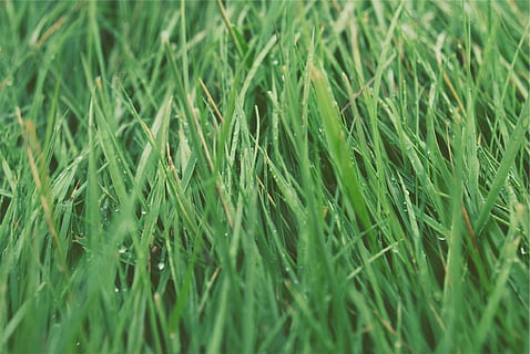verde, iarbă, Culoarea verde, cadru complet, plantă, creştere, fundaluri, camp, teren, selectiv, a închide, nici o persoana, natură, zi, frumusețe în natură, agricultură, a decupa, liniște, peisaj, fermă, rural, în aer liber, fir de iarbă, rouă, 1080P, CC0, domeniu public, fără drepturi de autor