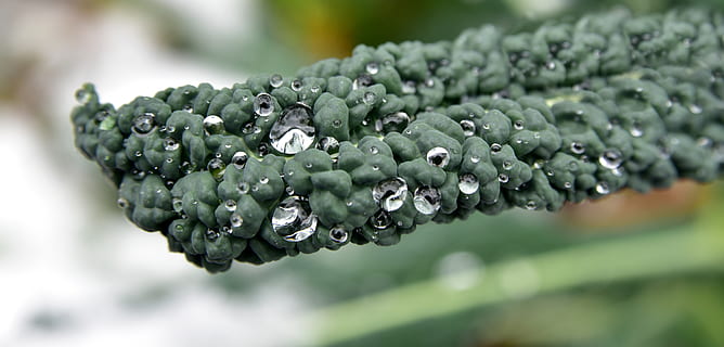 kohl, koolblad, winter, detailopname, sneeuw, ijs-, druppelen, koude, groenten, wintergroenten, structuur, groen, gezond, groene kleur, eten en drinken, water, natuur, geen mensen, voedsel, laten vallen, nat, selectieve aandacht, focus op de voorgrond, gezond eten, groente, versheid, fabriek, buitenshuis, groei, schoonheid in de natuur, welzijn, dauw, rijp, puurheid, 5K, CC0, publiek domein, royaltyvrij