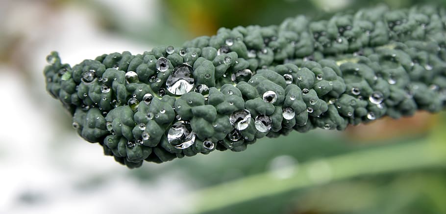 kohl, koolblad, winter, detailopname, sneeuw, ijs-, druppelen, koude, groenten, wintergroenten, structuur, groen, gezond, groene kleur, eten en drinken, water, natuur, geen mensen, voedsel, laten vallen, nat, selectieve aandacht, focus op de voorgrond, gezond eten, groente, versheid, fabriek, buitenshuis, groei, schoonheid in de natuur, welzijn, dauw, rijp, puurheid, 5K