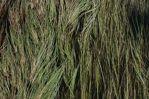 herba, planta, agropyron, gespa, textura, verd, naturalesa, patró, vegetació, arbust, arbre, canya, blat, menjar, vegetals, va parlar, màquina, conífera, agavaceae, genoll, creixement, color verd, terra, cap gent, marc complet, dia, camp, bellesa a la natura, tranquil·litat, fons, agricultura, cultiu, a l'aire lliure, bambú - planta, planta de cereals, granja, tija, 5K, CC0, domini públic, lliure de regalies