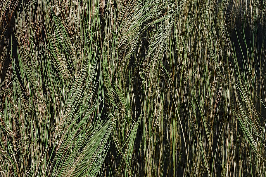 herba, planta, agropyron, gespa, textura, verd, naturalesa, patró, vegetació, arbust, arbre, canya, blat, menjar, vegetals, va parlar, màquina, conífera, agavaceae, genoll, creixement, color verd, terra, cap gent, marc complet, dia, camp, bellesa a la natura, tranquil·litat, fons, agricultura, cultiu, a l'aire lliure, bambú - planta, planta de cereals, granja, tija, 5K