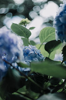 bunga hydrangea biru, menanam, keindahan di alam, bunga, pertumbuhan, tanaman berbunga, merapatkan, bagian tanaman, daun, kesegaran, kerentanan, kerapuhan, fokus selektif, alam, daun bunga, hari, warna hijau, tidak ada orang, hal berkembang, kepala bunga, di luar rumah, ungu, musim semi, 5K, CC0, domain publik, bebas royalti