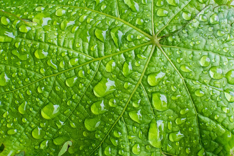 linear, Rücken, Flora, Grün, abstrakt, Detail, Element, Nahansicht, Textur, Hintergrund, Blatt, organisch, Symmetrie, Vene, Pflanze, Frühling, dramatisch, Laub, Ökologie, Makro, Pflanzenteil, grüne Farbe, Wasser, fallen, Hintergründe, Frische, Vollbild, nass, Natur, Schönheit in der Natur, keine Leute, texturiert, Wachstum, Essen und Trinken, extreme Nahaufnahme, draußen, Regen, Tau, Reinheit, 5K