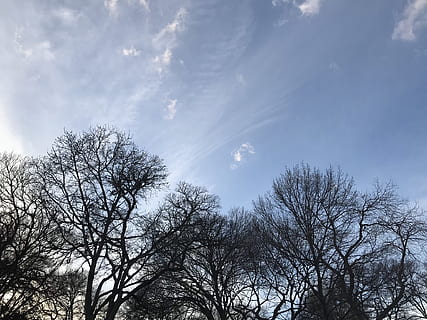 träd, skog, moln, blå himmel, inga löv, löv, pinnar, himmel, lågvinkelvy, växt, moln - himmel, inget folk, lugn, skönhet i naturen, natur, gren, nakna träd, dag, tillväxt, utomhus, scenics - natur, solljus, lugn plats, icke-urbana scenen, silhuett, solstråle, trädtopp, trädtak, direkt nedanför, 1080P, CC0, offentligt domän, royaltyfria