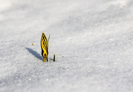 spring awakening, crocus, flower, snow, snow cover, snow break, winter, cold, frost, nature, schwertliliengewaechs, bühen, yellow black, closed flower, spring flower, colorful, shining, harbinger of spring, young plant, bud, icy, selective focus, day, no people, cold temperature, animal, animal themes, sunlight, land, city, plant part, animal wildlife, animals in the wild, leaf, road, one animal, outdoors, surface level, butterfly - insect, 5K, CC0, public domain, royalty free