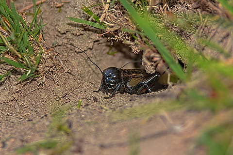 macro, cicala, insetto, insetti, natura, un animale, temi animali, fauna selvatica, animale, animali allo stato selvatico, invertebrato, messa a fuoco selettiva, giorno, nessuno, pianta, campo, terra, avvicinamento, artropodo, aracnide, zoologia, all'aperto, vista dall'alto, 5K, CC0, dominio pubblico, privo di copyright