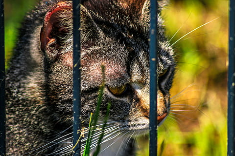 kat, tæt på, gitter, fængslet, dyreinternat, dyr, kæledyr, dyr verden, indenlandske kat, kat ansigt, dyreportræt, kattens øjne, lidelse, pattedyr, et dyr, dyre temaer, feline, husdyr, indenlandske, dyr kropsdel, hvirveldyr, ingen mennesker, dyr hoved, bakkenbart, fokus på forgrunden, dag, dyreliv, udendørs, dyr øje, snude, 5K, CC0, offentligt domæne, royaltyfrie