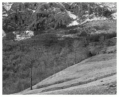 muntanyes, arbres, faigs, bosc, bandw, paisatge, neu, hivern, planta, bellesa a la natura, arbre, escenics - natura, muntanya, transferir impressió, terra, medi ambient, escena tranquil·la, tranquil·litat, escena no urbana, dia, filtre de producció automàtica, naturalesa, cap gent, a l'aire lliure, remot, creixement, formació, 5K, CC0, domini públic, lliure de regalies