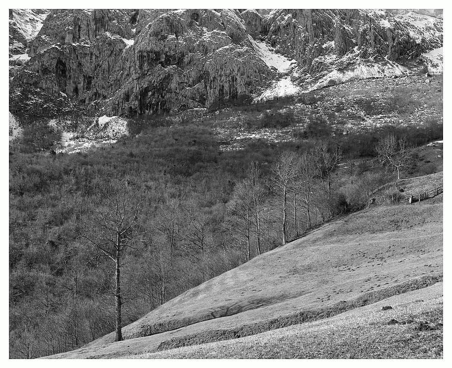 muntanyes, arbres, faigs, bosc, bandw, paisatge, neu, hivern, planta, bellesa a la natura, arbre, escenics - natura, muntanya, transferir impressió, terra, medi ambient, escena tranquil·la, tranquil·litat, escena no urbana, dia, filtre de producció automàtica, naturalesa, cap gent, a l'aire lliure, remot, creixement, formació, 5K
