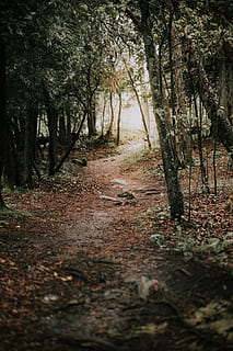 Boden, Pflanze, Baum, Baumstamm, Door County, Pfad, Kies, Schotterstraße, Straße, Weg, Licht, Fackel, Vegetation, Birke, Redwood, Paintball, Land, draußen, Natur, den, Wald, der Weg nach vorn, Richtung, Ruhe, keine Leute, Fußweg, Kofferraum, ruhige Szene, Tag, Schönheit in der Natur, Nicht-städtische Szene, Wachstum, abnehmende Perspektive, von Bäumen gesäumt, Blätter, 2K, CC0, gemeinfrei, lizenzfrei