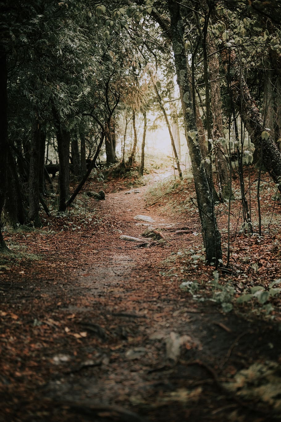 Boden, Pflanze, Baum, Baumstamm, Door County, Pfad, Kies, Schotterstraße, Straße, Weg, Licht, Fackel, Vegetation, Birke, Redwood, Paintball, Land, draußen, Natur, den, Wald, der Weg nach vorn, Richtung, Ruhe, keine Leute, Fußweg, Kofferraum, ruhige Szene, Tag, Schönheit in der Natur, Nicht-städtische Szene, Wachstum, abnehmende Perspektive, von Bäumen gesäumt, Blätter, 2K