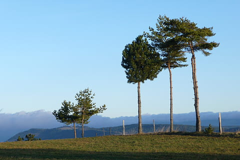 copaci, vânt, albastru, rece, copac, natură, peisaj, vreme, cer, dispozitie, prerie, frunze, nori, toamnă, mistic, munţi, lemn, verde, singurătate, conifer, pin, iarnă, brad, plantă, mediu inconjurator, creştere, o scenă liniștită, frumusețe în natură, teren, camp, liniște, scenice - natura, scenă non-urbană, nici o persoana, zi, cer senin, în aer liber, trunchi de copac, trompă, 2K, CC0, domeniu public, fără drepturi de autor