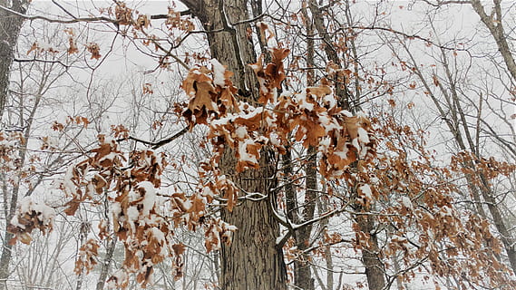 alberi di foglie secche, albero, pianta, tronco d'albero, Stati Uniti d'America, Alessandria, all'aperto, quercia, natura, inverno, Ape, invertebrato, animale, insetto, foglia, ghiaccio, la neve, capi di abbigliamento, cappotto, abbigliamento, nessuno, ramo, la tranquillità, bellezza nella natura, albero nudo, giorno, Inquadratura dal basso, crescita, asciutto, cielo, temperatura fredda, autunno, terra, fiore, pianta morta, 5K, CC0, dominio pubblico, privo di copyright