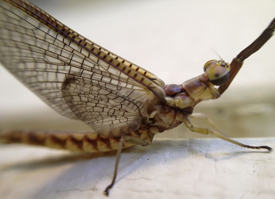 fishfly, ryby létat, hmyz, Chyba, modlí se, křídla, křídlo, Příroda, zvířat, bezobratlý, jednoho zvířete, zvíře, zvířata ve volné přírodě, detail, nikdo, část těla zvířete, zvířecí křídlo, den, venku, zaměřit se na popředí, makro, vážka, selektivní zaměření, extrémní detail, saranče, zvířecí oko, 2K