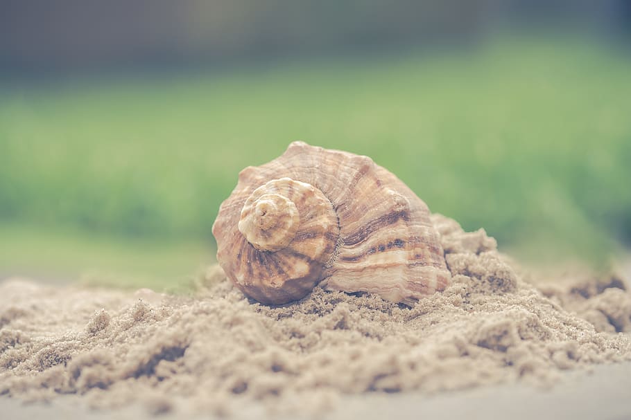 shell, Příroda, písek, exoskeleton, letní, pozadí plochy, pláž, pěkný, žádná osoba, struktura, vzor, zahrada, zelená, zvířat, zvířecí shell, zvíře, přistát, selektivní zaměření, detail, den, bezobratlý, zvířata ve volné přírodě, nikdo, jednoho zvířete, krása v přírodě, měkkýš, venku, pole, rostlina, 5K