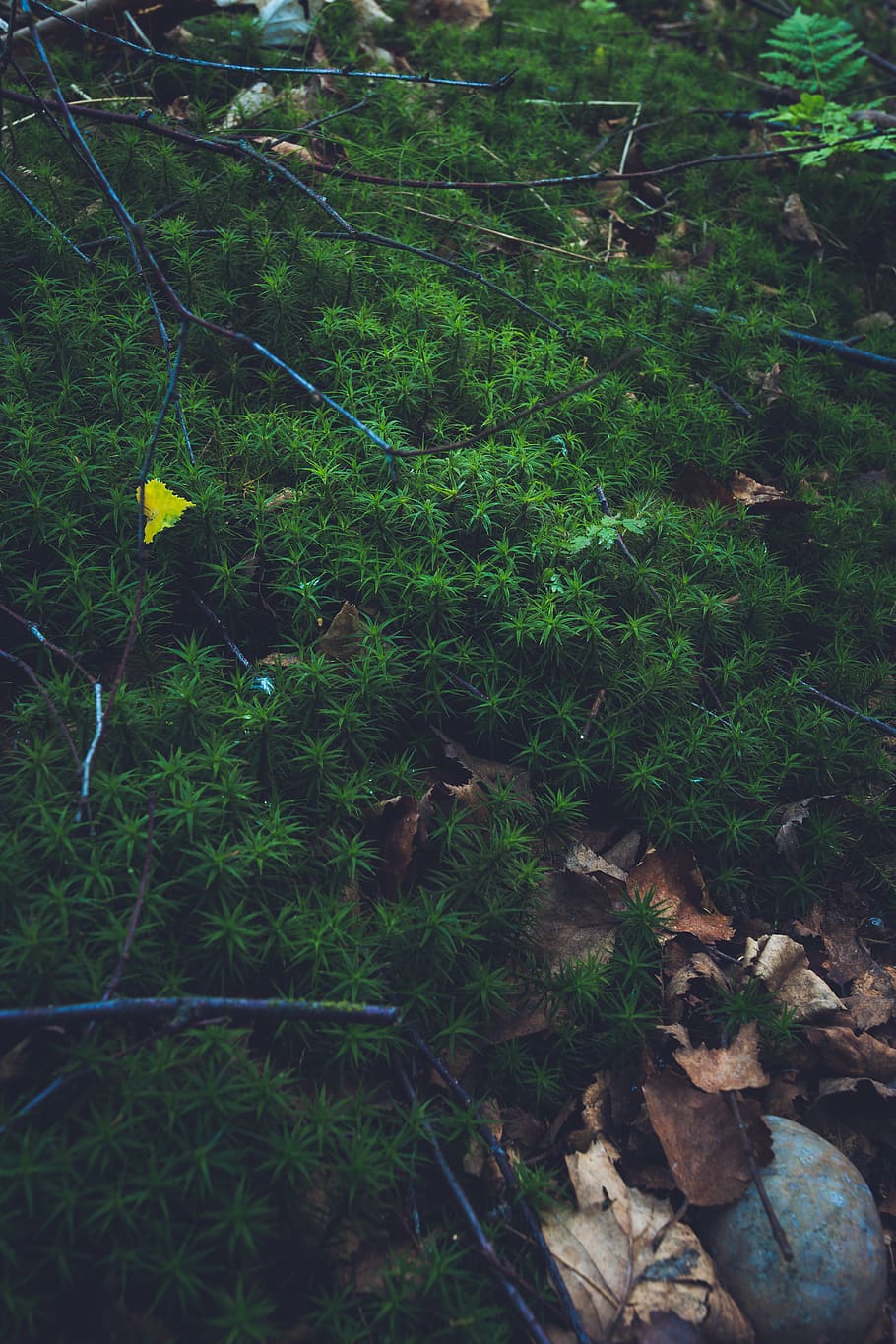 fulles, pics, vall, bosc, estiu, guai, calma, fons de pantalla, fons de pantalla hd, reflexiu, benestar, fade, naturalesa, UK, al matí, hora daurada, petit, flora, verd, planta, creixement, color verd, full, terra, part de la planta, arbre, cap gent, dia, vista d’angle alt, bellesa a la natura, tranquil·litat, a l'aire lliure, exuberant fullatge, fullatge, primer pla, camp, 2K
