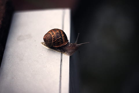 snail, invertebrate, gastropod, animal, mollusk, animal themes, one animal, animal wildlife, boredom, shell, close-up, animal shell, animals in the wild, no people, animal body part, day, animal antenna, nature, crawling, slimy, 5K, CC0, public domain, royalty free
