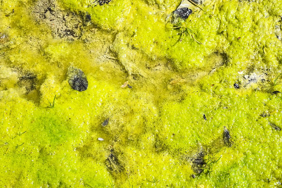 palude, muschio, struttura, parete, verde, sfondo, erba, lichene, vegetazione, natura, pianta, avvicinamento, vecchio, naturale, fresco, foglia, colore, dettaglio, vicino, su, colore verde, animale, nessuno, fauna selvatica, animali allo stato selvatico, temi animali, giallo, acqua, fotogramma intero, lago, alghe, sfondi, gruppo di animali, vista dall'alto, vertebrato, giorno, inquinamento, 2K
