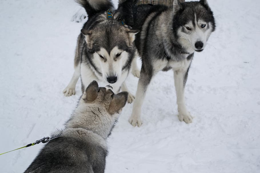 huskies, köpek, hayvan temaları, hayvan, hayvan grubu, kar, soğuk hava, kış, memeli, kızak köpeği, omurgalı, yerli, Evcil Hayvanlar, iki hayvan, alan, doğa, Beyaz renk, Sibirya kurdu, insansız, açık havada, 4K