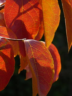 leaf, red leaf, translucent, autumn, red, nature, color, plant part, close-up, plant, orange color, no people, growth, change, beauty in nature, day, leaf vein, focus on foreground, outdoors, freshness, vulnerability, fruit, fragility, leaves, orange, natural condition, 4K, CC0, public domain, royalty free