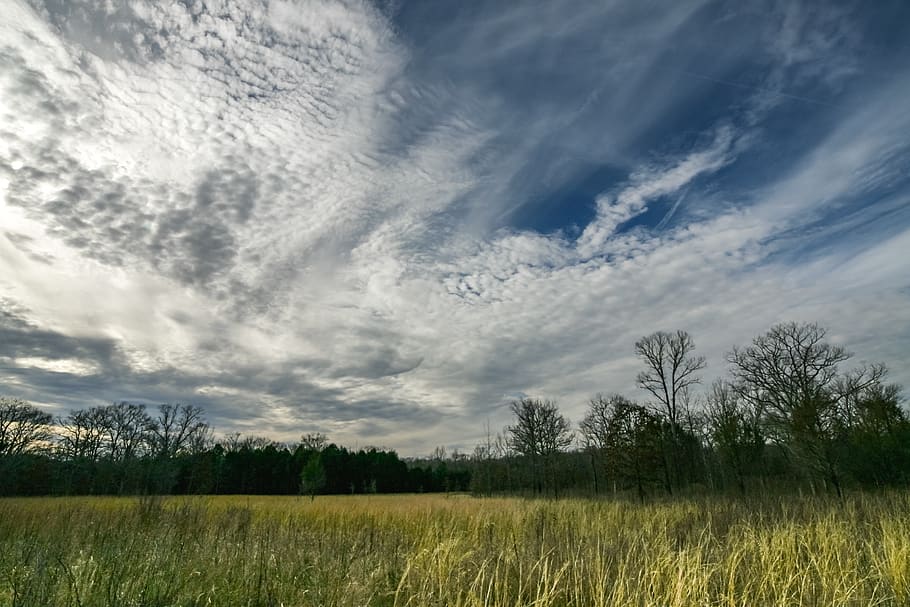 verde, iarbă, albastru, alb, cer, timpul zilei, luminos, nori, lumina zilei, mediu inconjurator, camp, peisaj, natură, pitoresc, copaci, nor - cer, plantă, scenice - natura, frumusețe în natură, copac, liniște, o scenă liniștită, teren, nici o persoana, creştere, zi, idilic, scenă non-urbană, Culoarea verde, în aer liber, 1080P