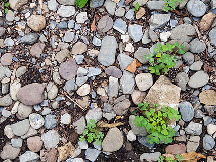 rocce e foglie, macro, natura, oggetti, sporco, foglie verdi, terra, le foglie, ripetizione, rocce, suolo, solido, vista dall'alto, pietra - oggetto, giorno, roccia, direttamente sopra, nessuno, pietra, crescita, colore verde, pianta, all'aperto, grande gruppo di oggetti, abbondanza, fotogramma intero, ciottolo, parte vegetale, roccia - oggetto, foglia, muro di pietra, trifoglio, 4K, CC0, dominio pubblico, privo di copyright